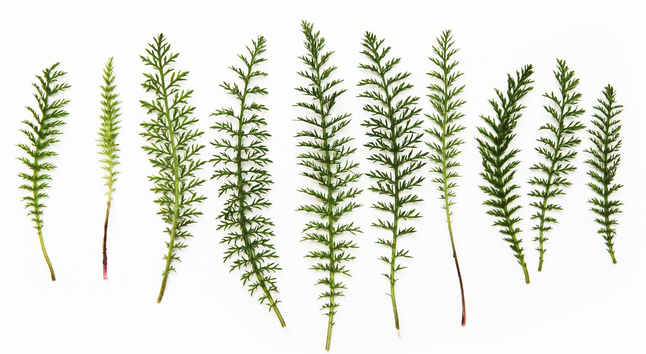 Yarrow (Achillea millefolium)